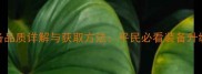 造梦西游4装备品质详解与获取方法平民必看装备升级与搭配攻略